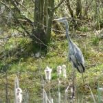 Free Stock Footage, Heron, Wading Bird, Bird, Egret, Little Blue Heron