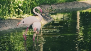 Free Stock Footage Sites, Spoonbill, Wading Bird, Aquatic Bird, Bird, Flamingo