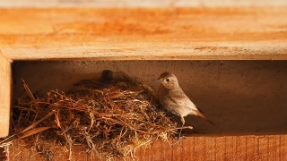 Free Stock Footage To Practice Editing, Dove, Bird, Animal, Wildlife, Beak