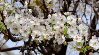 Free Stock Images And Videos, Spirea, Shrub, Vascular Plant, Woody Plant, Flower