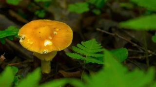 Free Stock Video Backgrounds, Mushroom, Fungus, Vegetable, Produce, Food