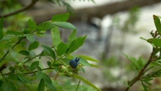 Free Stock Video Clips, Huckleberry, Berry, Blueberry, Shrub, Fruit