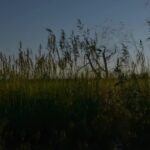 Free Stock Video Footage For Commercial Use, Tree, Landscape, Swamp, Sky, Land