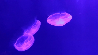 Free Stock Video Footage, Jellyfish, Invertebrate, Animal, Light, Coelenterate