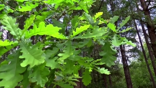 Free Stock Video Music, Tree, Plant, Leaf, Oak, Leaves