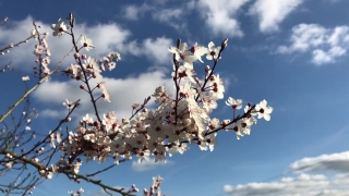 Free Stock Video Sites, Almond, Tree, Branch, Season, Blossom