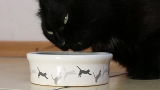 Free Stock Video Youtube, Bowl, Vessel, Cup, Container, Cat