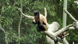 Free Stock Videos For Youtube, Monkey, Primate, Spider Monkey, Wildlife, Wild