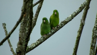 Free Technology Stock Video, Goldfinch, Bird, Finch, Feather, Dove