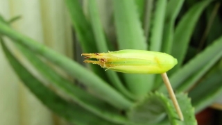 Free Thunder Stock Footage, Leafhopper, Insect, Plant, Arthropod, Garden