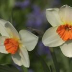 Free Tiktok Stock Footage, Narcissus, Bulbous Plant, Vascular Plant, Plant, Flower