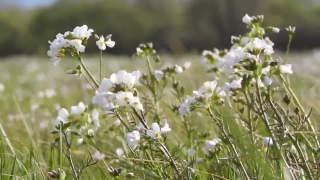 Free To Use B Roll, Herb, Vascular Plant, Plant, Flower, Flowers