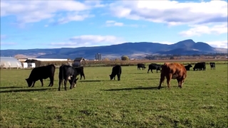 Free Video Backgrounds Powerpoint, Ranch, Cow, Grass, Cattle, Farm