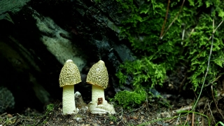 Free Video Clips For Websites, Mushroom, Fungus, Vegetable, Organism, Produce