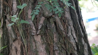 Free Video Desktop Background, Tree, Strangler, Plant, Air Plant, Woody Plant