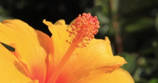 Free Video Footage Archive, Bush Hibiscus, Shrub, Petal, Plant, Flower