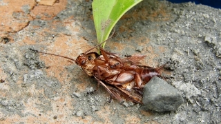 Free  Video Footage Online, Cockroach, Insect, Arthropod, Cicada, Invertebrate