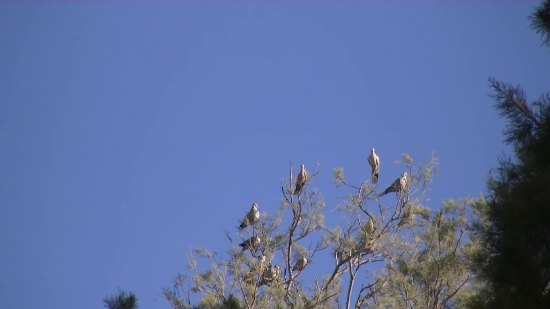 Free Video Shorts No Copyright, Tree, Branch, Sky, Bird, Woody Plant