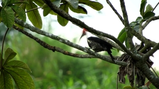 Free Video Stock No Copyright, Tree, Bird, Branch, Woody Plant, Cacao