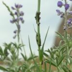 Free Wildlife Stock Video, Herb, Plant, Vascular Plant, Flower, Garden