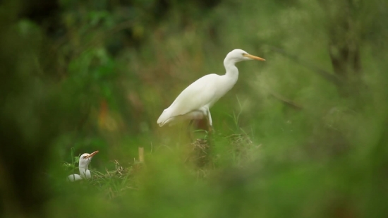 Free Without Copyright Background Video, Heron, Egret, Wading Bird, Bird, Wildlife