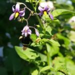 Free Youtube Alternative No Copyright, Nightshade, Woody Plant, Vascular Plant, Plant, Flower