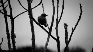 Free Youtube Backgrounds, Magpie, Bird, Wildlife, Chickadee, Tree