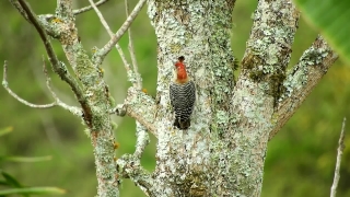 Free Youtube No Copyright Video Clips, Woodpecker, Bird, Vertebrate, Chordate, Tree