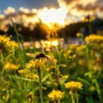 Design, Flower, Plant, Sky, Cloud, Pollinator