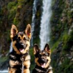 Dog, Water, Carnivore, Dog Breed, Plant, Waterfall