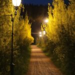 Nature Video Loop Free Download, Atmosphere, Sky, Plant, Light, Street Light