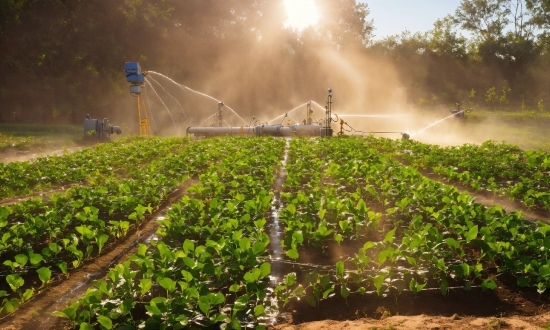 Plant, Nature, Leaf, Sky, Irrigation Sprinkler, Vegetation