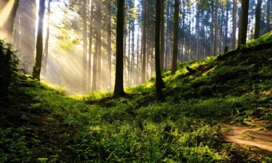 Plant, Sky, Light, Green, Natural Landscape, Wood