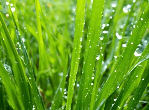 Plant, Water, Liquid, Green, Terrestrial Plant, Grass