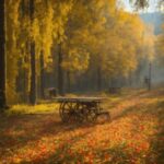 Video Ed, Plant, Atmosphere, Wheel, People In Nature, Wood