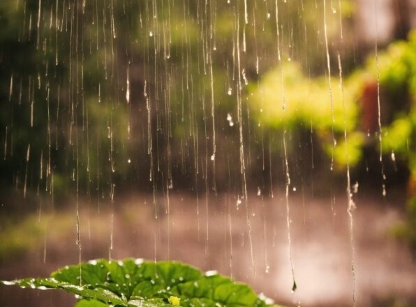 Water, Liquid, Light, Natural Landscape, Natural Environment, Branch