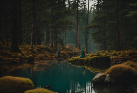 Water, Plant, Tree, Natural Landscape, Wood, Trunk