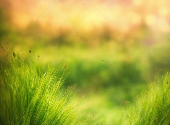 Youtube Banner Snappa, Atmosphere, Daytime, Green, Ecoregion, Plant