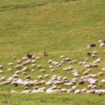 4k Stock Footage Free Download, Wading Bird, White Stork, Aquatic Bird, Stork, Landscape