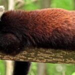 4k Stock Videos, Monkey, Mammal, Primate, Wildlife, Lesser Panda