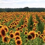 4k Video Footage Free, Sunflower, Field, Flower, Yellow, Agriculture