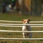 60 Fps Stock Footage, Dog, Pet, Canine, Terrier, Hunting Dog