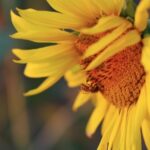 8mm Film Leader Stock Footage, Sunflower, Flower, Yellow, Petal, Plant