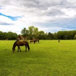 Actionvfx Download Free, Horse, Grass, Farm, Horses, Field