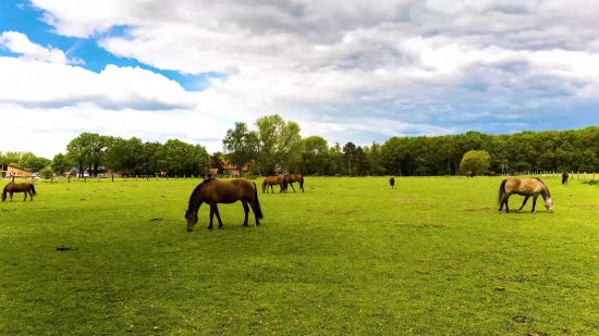 Actionvfx Download Free, Horse, Grass, Farm, Horses, Field