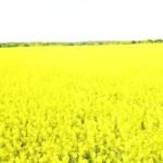 Actionvfx Fire Pack Free Download, Rapeseed, Oilseed, Seed, Field, Meadow