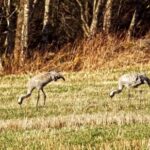 Adobe Photostock, Wild Dog, Canine, Wildlife, Whippet, Wild