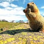 Adobe Stock Image, Marmot, Rodent, Mammal, Wildlife, Wild