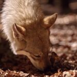 Adobe Stock Video Free, Canine, Wild Dog, Fur, Wolf, Mammal