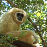 Adobe Stock Video, Gibbon, Ape, Primate, Monkey, Wildlife